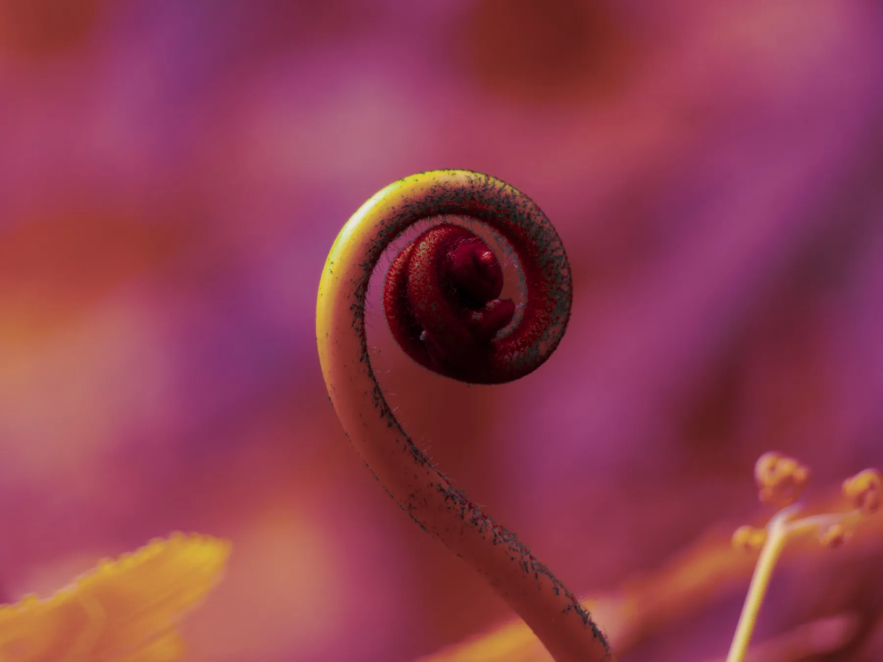 The tight spiral of a fern against saturated colour