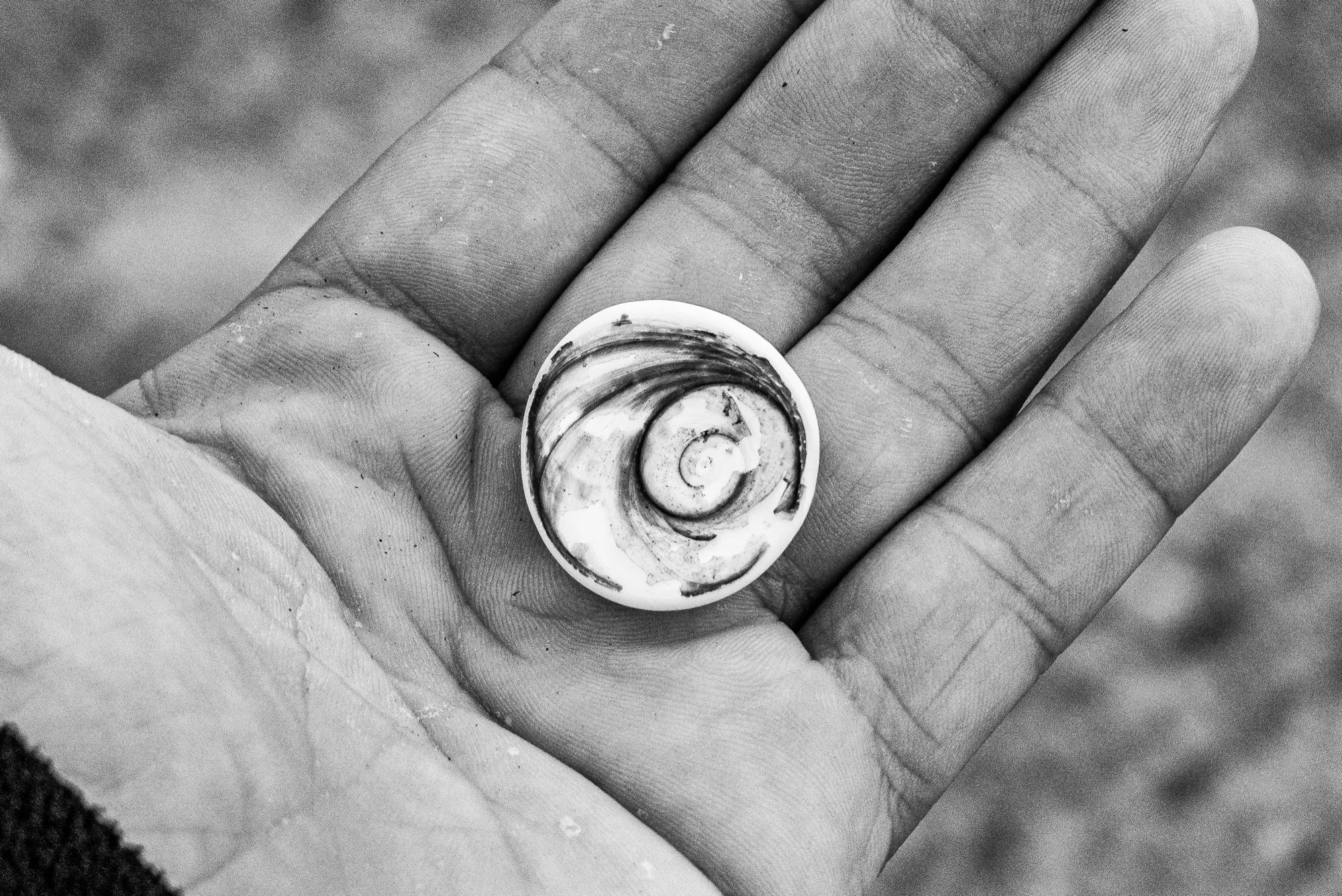 A small spiral shell resting in an open hand
