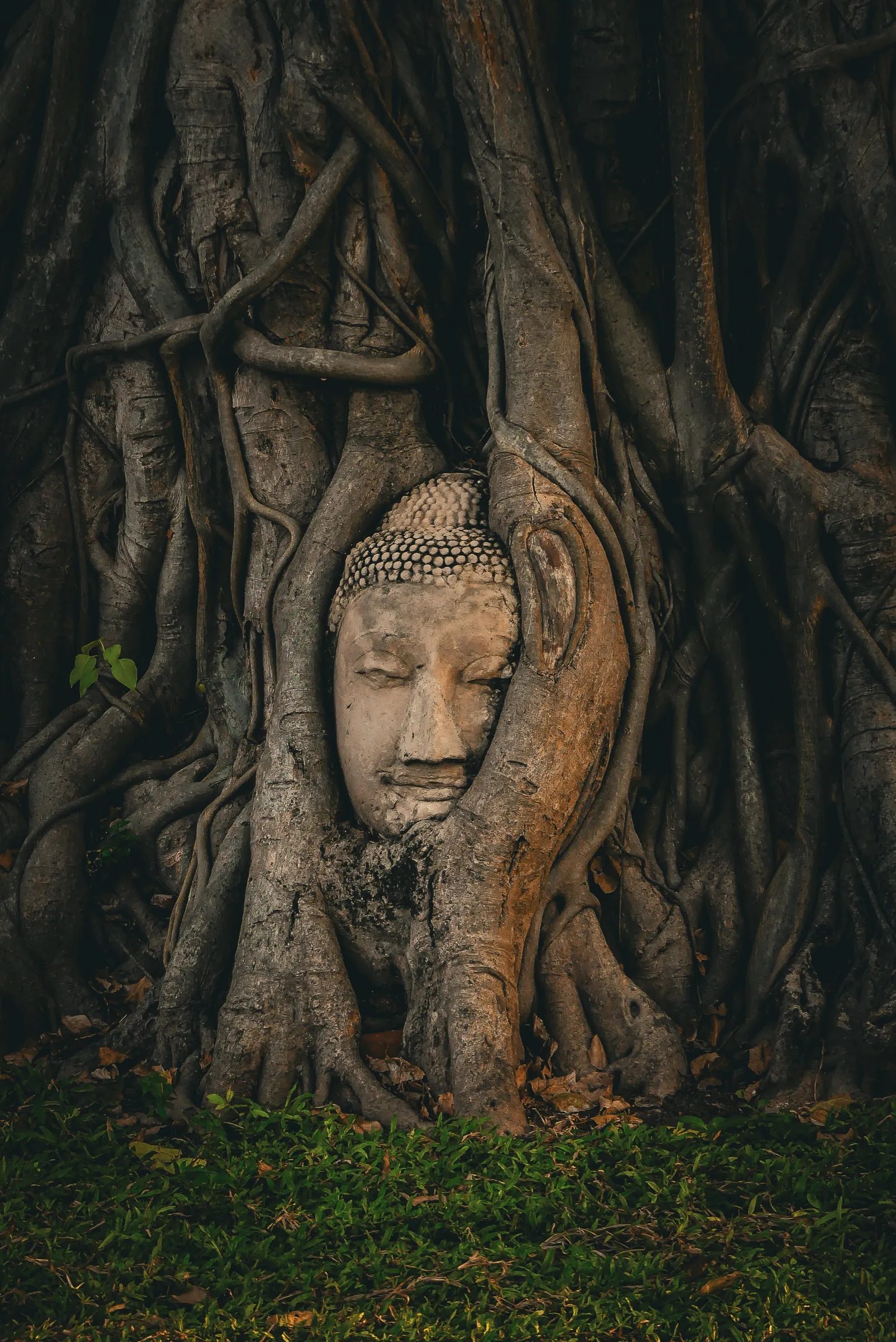 A weathered human figure held inside the roots of an old tree