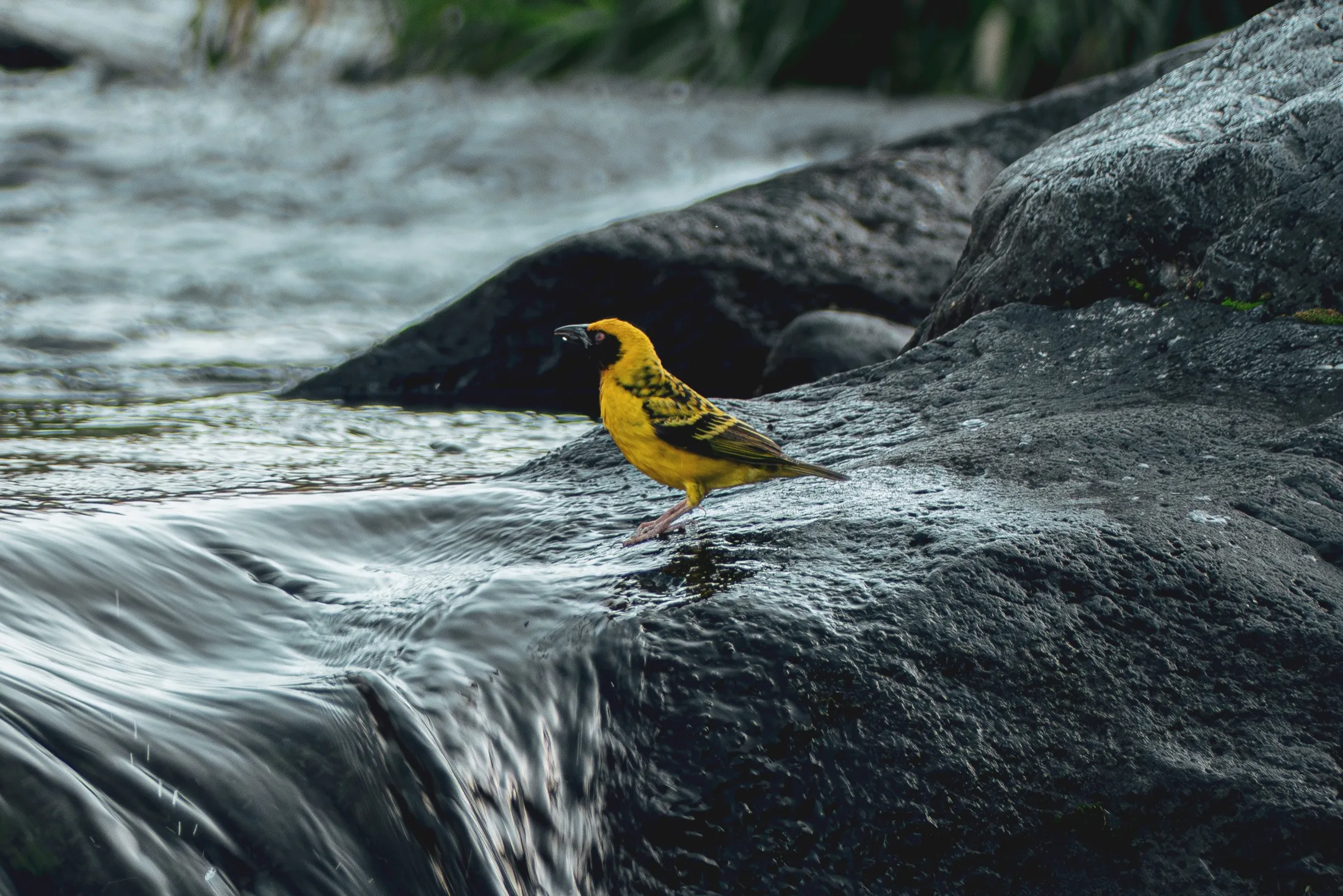 A small yellow bird poised above moving water