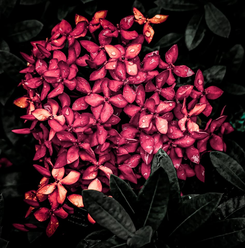 Pink ixora flowers cluster above dark leaves.