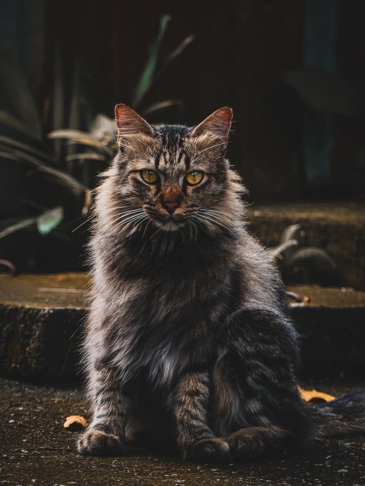 A long-haired tabby cat sits upright on a step.