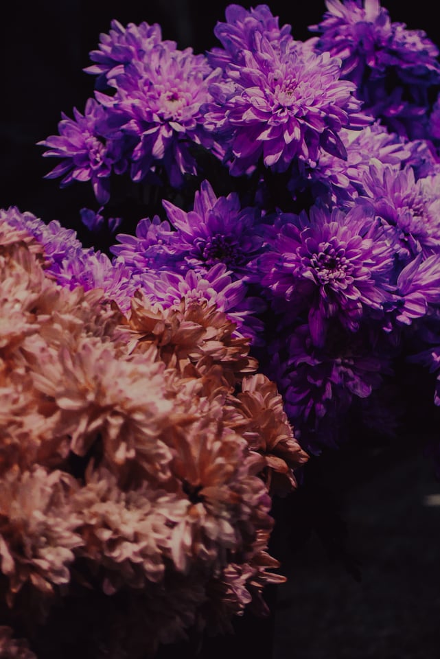 Purple and pale pink chrysanthemums packed tightly together, seen close.