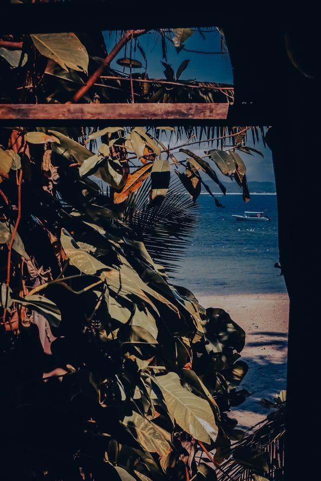 Dark leaves and palm fronds frame a narrow view of pale sand and blue sea.