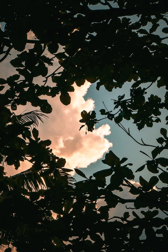 Looking up through dark leaves at a cloud lit gold by low sun.