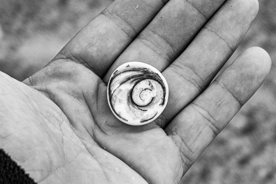 A small spiral shell rests in an open palm.