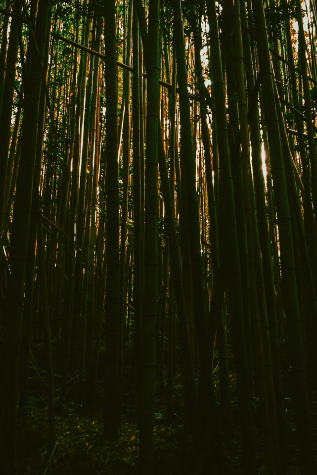 Bamboo stems rise close together in low light.