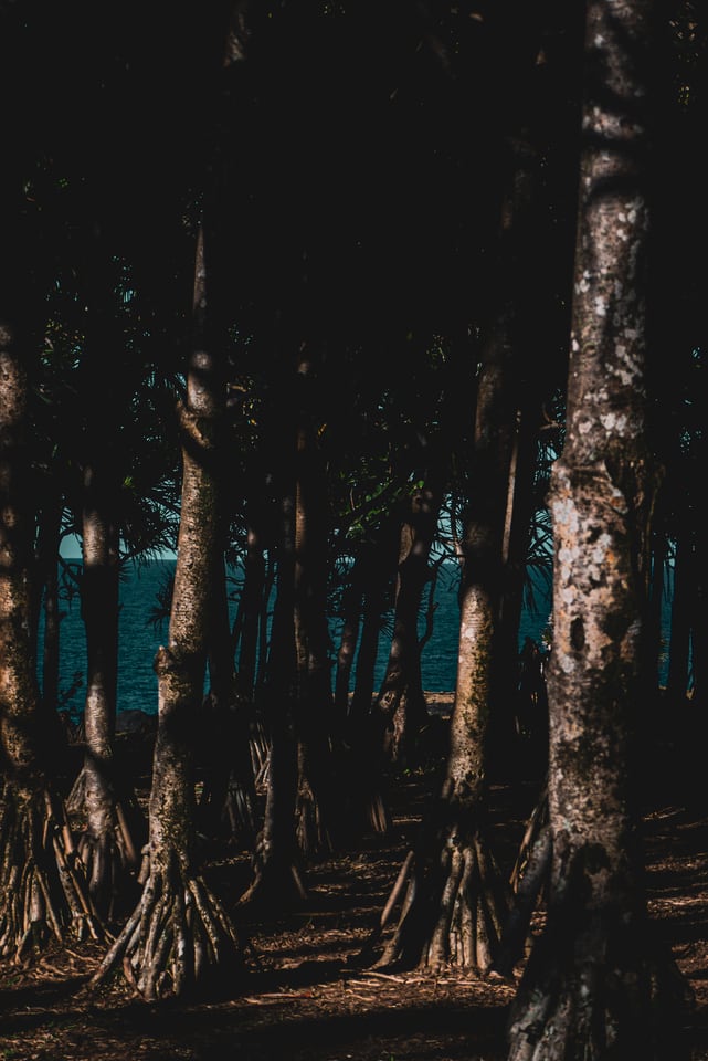 Buttressed trunks stand in a dim forest with sea light behind them.