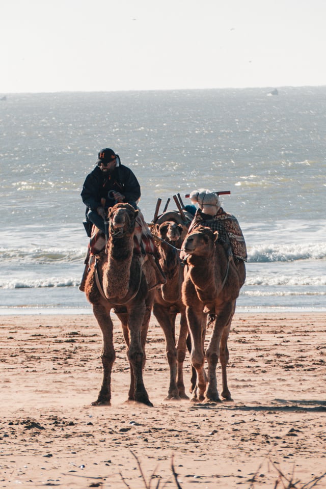 A man waits with two saddled camels on the sand in hazy backlight.