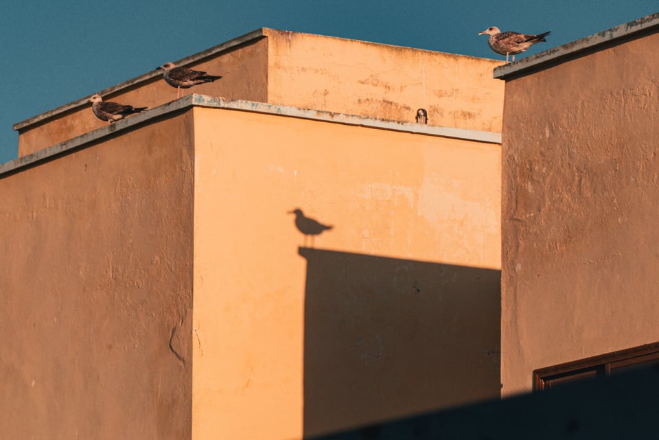 Gulls line the parapet of an ochre building, one casting a sharp shadow on the sunlit wall.