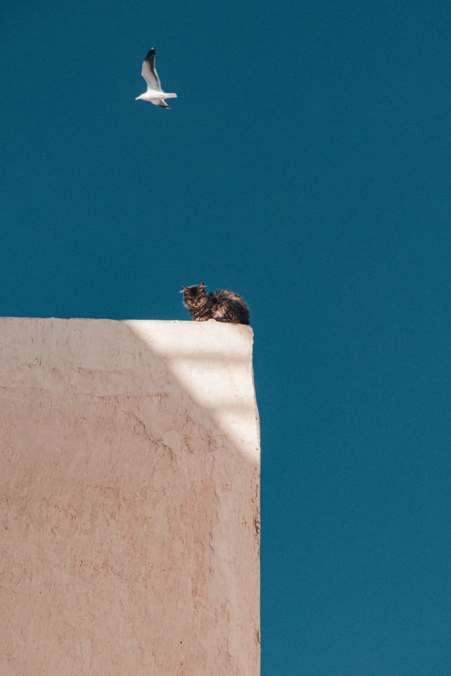 A cat sits on a white wall as a bird passes overhead against deep blue.