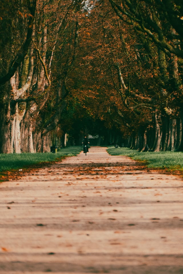 A dirt path runs between two rows of old plane trees in autumn.