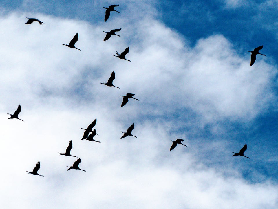 A loose formation of geese crosses a bright, clouded sky.
