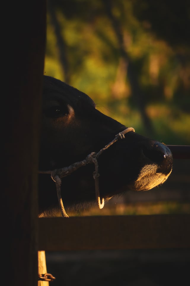 A water buffalo's head in profile behind a wooden rail.