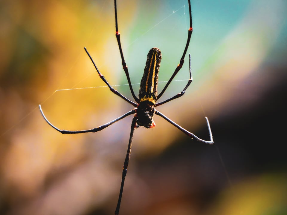 A long-legged golden orb spider sits at the centre of its web, the light behind it breaking into colour.