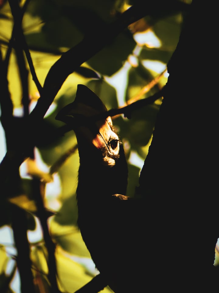 Backlit leaves in a dense tangle of jungle, most of the frame in shadow.