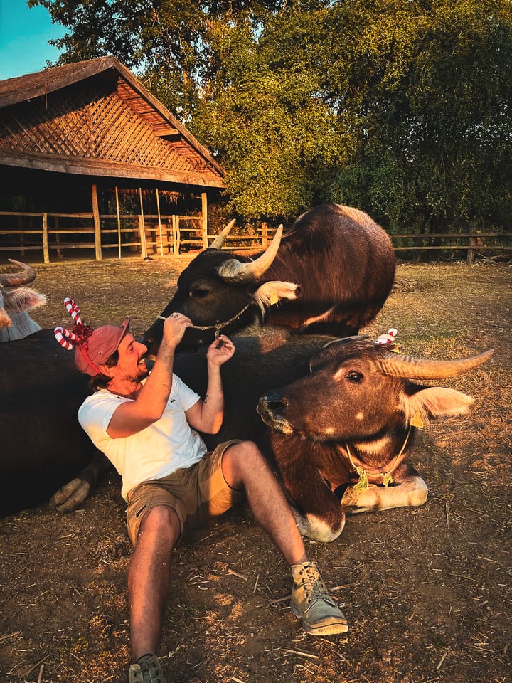 The photographer sits on the ground among resting buffaloes, adjusting the rope halter of the animal beside him.